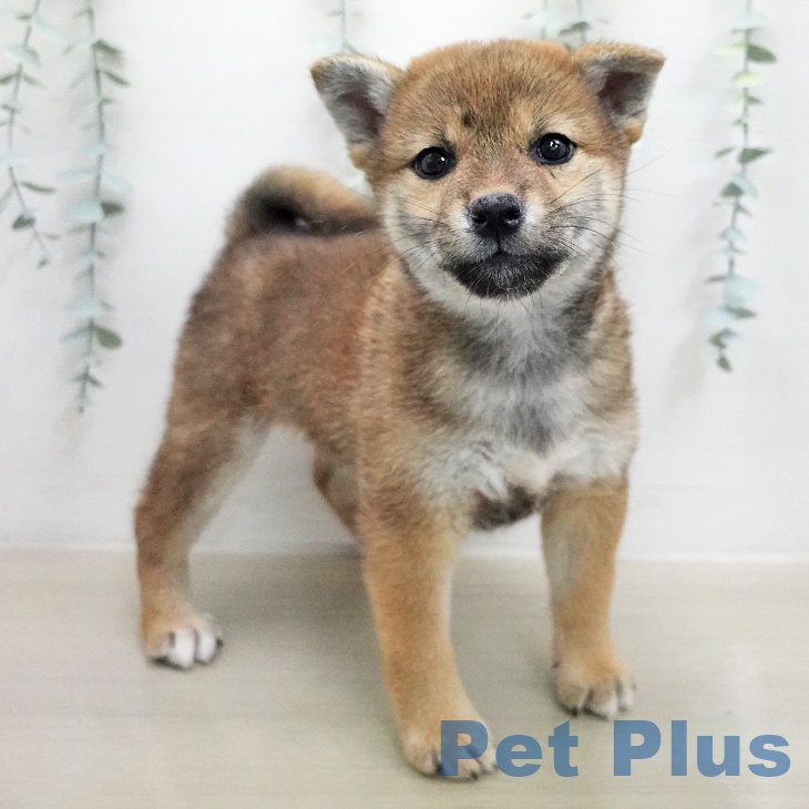 宮崎県の柴犬(標準サイズ) (ペットプラス 宮崎店/2026年1月17日生まれ/女の子/赤)の子犬の1枚目の画像