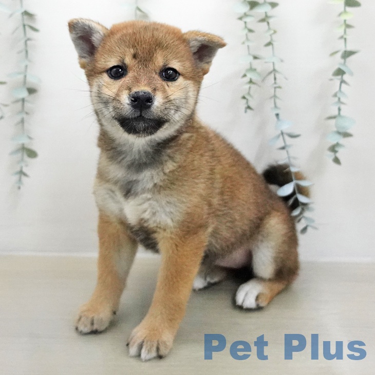 宮崎県の柴犬(標準サイズ) (ペットプラス 宮崎店/2026年1月17日生まれ/女の子/赤)の子犬の2枚目の画像