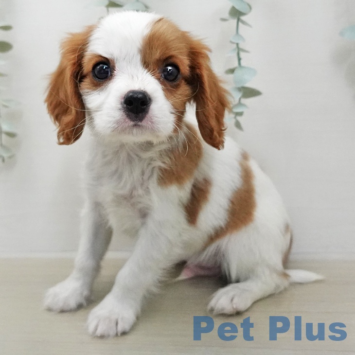 キャバリア・キングチャールズ・スパニエル