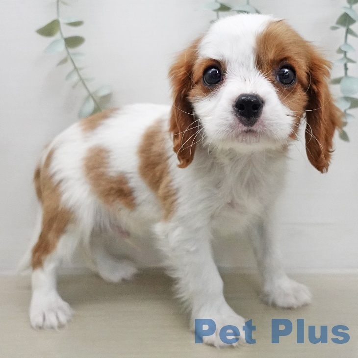 キャバリア・キングチャールズ・スパニエルの写真2