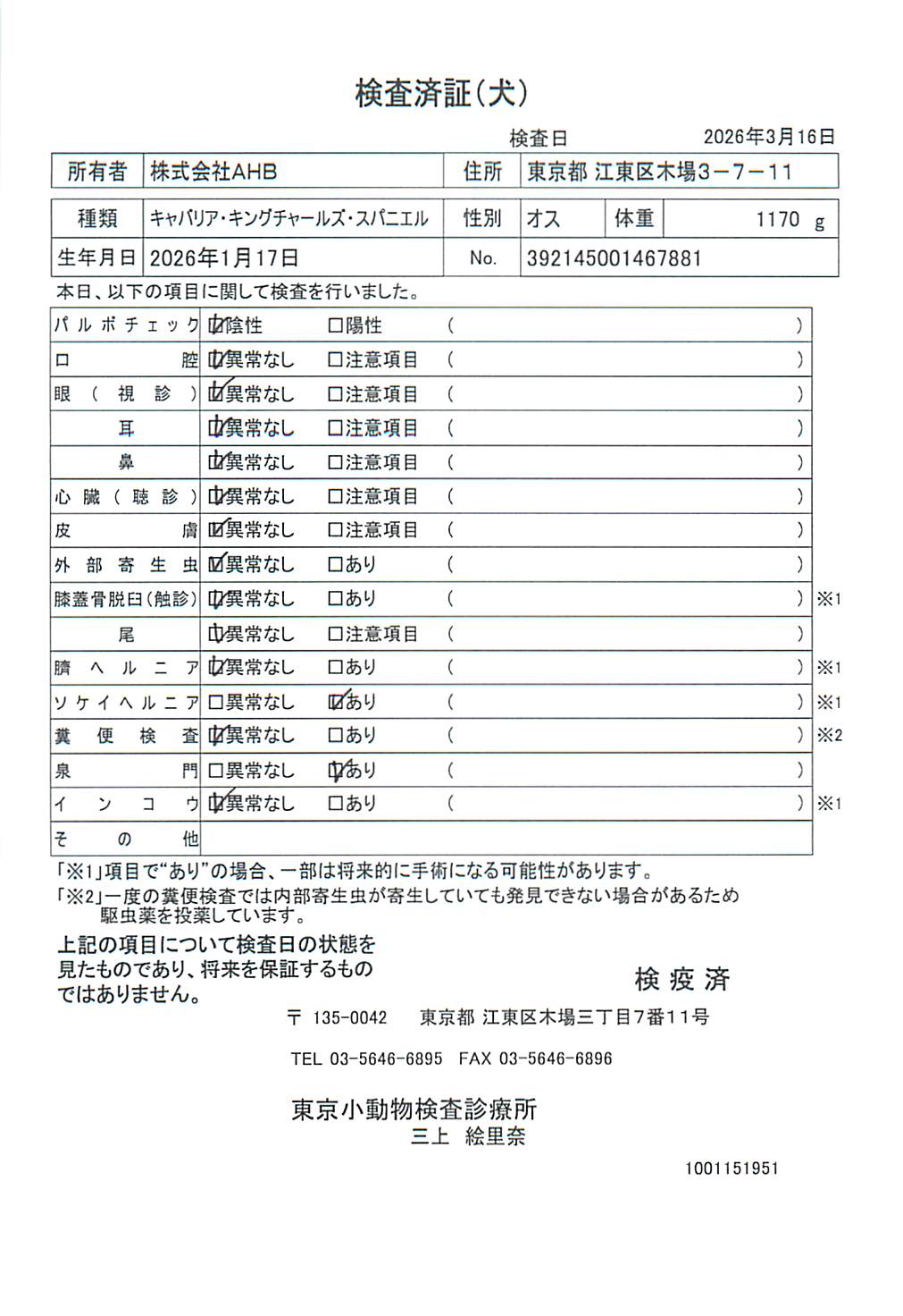 キャバリア・キングチャールズ・スパニエル
