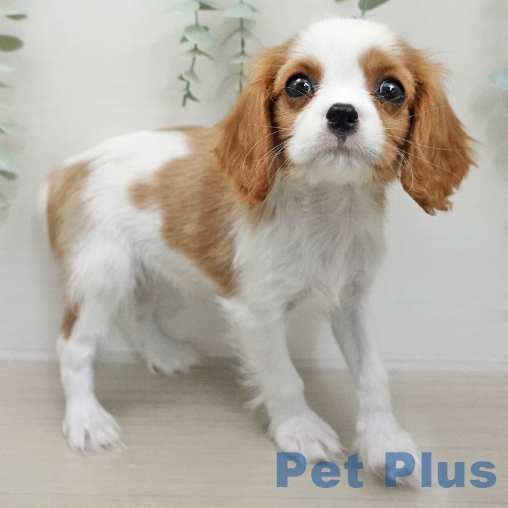 キャバリア・キングチャールズ・スパニエルの写真2