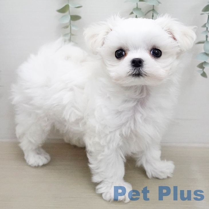 マルチーズの写真2