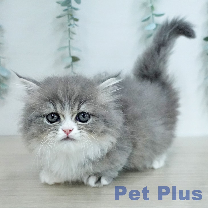 マンチカンの写真2