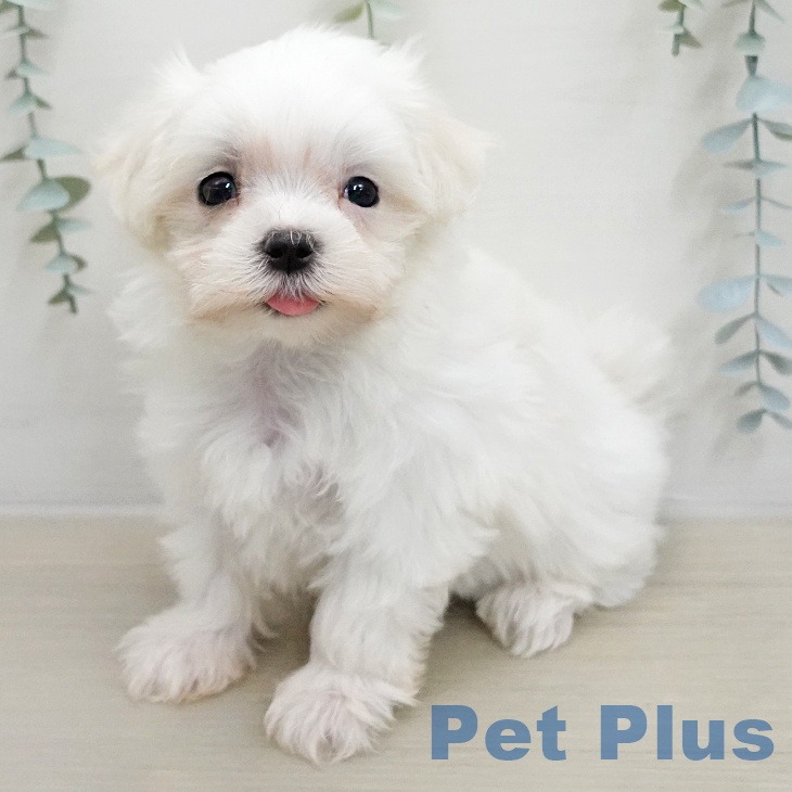 マルチーズの写真2