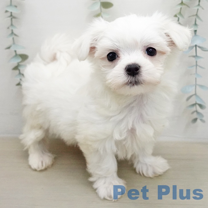 埼玉県のマルチーズ (ペットプラス 与野店/2026年1月17日生まれ/女の子/ホワイト)の子犬