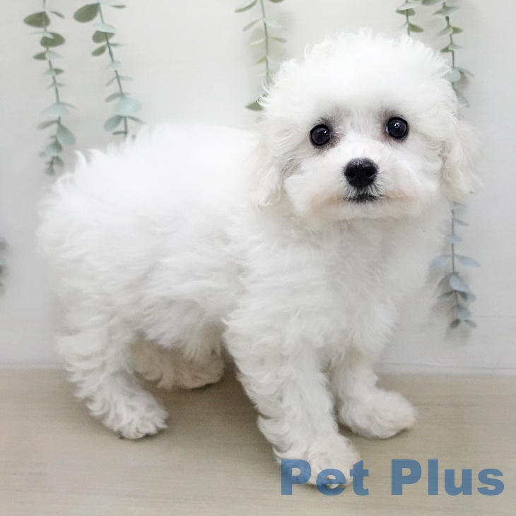 ビション・フリーゼ