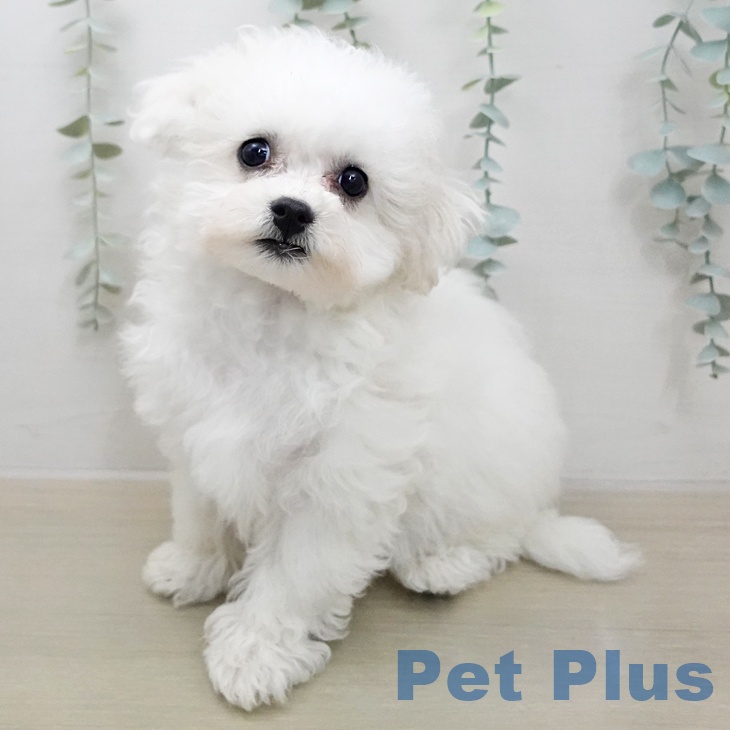 千葉県のビションフリーゼ (ペットプラス 木更津店/2025年12月30日生まれ/女の子/ホワイト)の子犬
