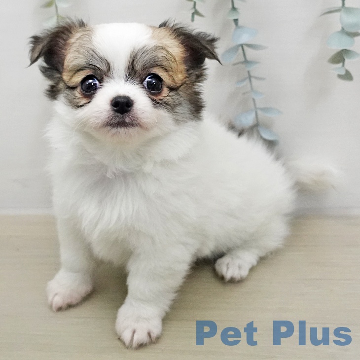 神奈川県のチワワ(ロング) (ペットプラス 川崎ルフロン店/2026年1月16日生まれ/女の子/ホワイトフォーン)の子犬の1枚目の画像