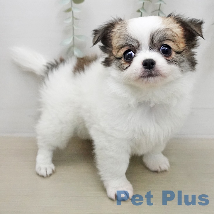 神奈川県のチワワ(ロング) (ペットプラス 川崎ルフロン店/2026年1月16日生まれ/女の子/ホワイトフォーン)の子犬の2枚目の画像