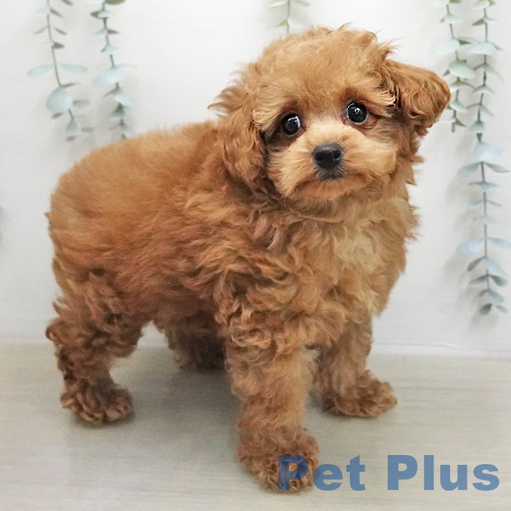 宮城県のトイプードル(トイ) (ペットプラス 仙台上杉店/2026年1月5日生まれ/男の子/アプリコット)の子犬の1枚目の画像
