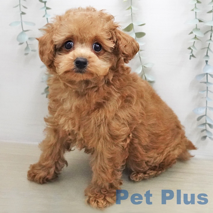 宮城県のトイプードル(トイ) (ペットプラス 仙台上杉店/2026年1月5日生まれ/男の子/アプリコット)の子犬の2枚目の画像