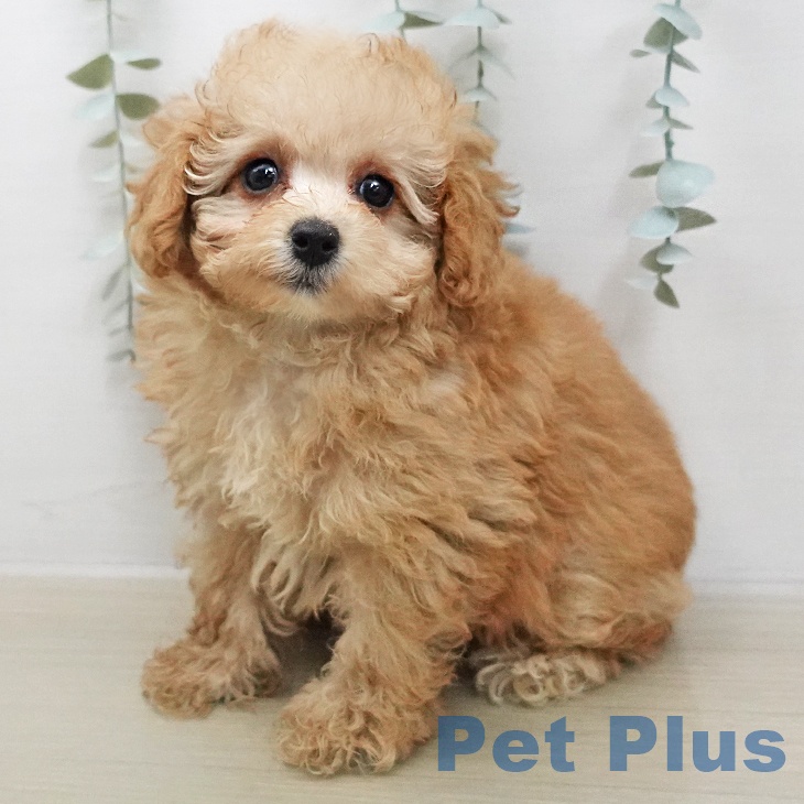 埼玉県のトイプードル(トイ) (ペットプラス 羽生店/2026年1月5日生まれ/女の子/クリーム)の子犬