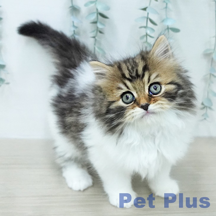 スコティッシュフォールドの写真2