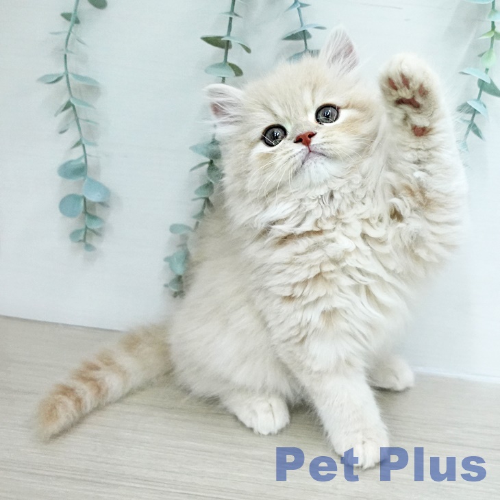 スコティッシュフォールド