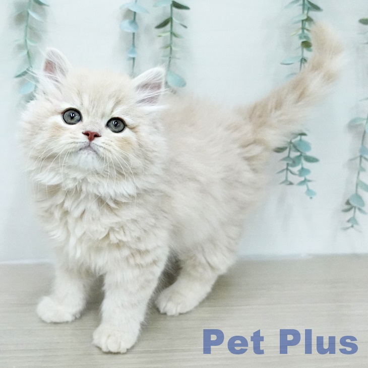 スコティッシュフォールドの写真2