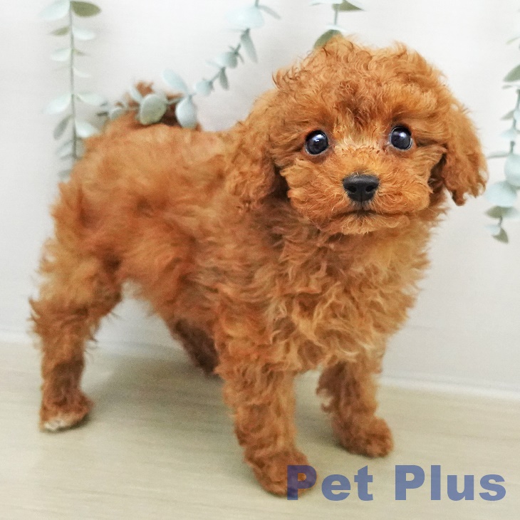 埼玉県のトイプードル(トイ) (ペットプラス 川口店/2026年1月10日生まれ/男の子/レッド)の子犬