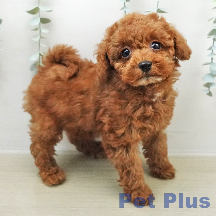 埼玉県のトイプードル(トイ) (ペッツワン 新座店/2026年1月10日生まれ/女の子/レッド)の子犬