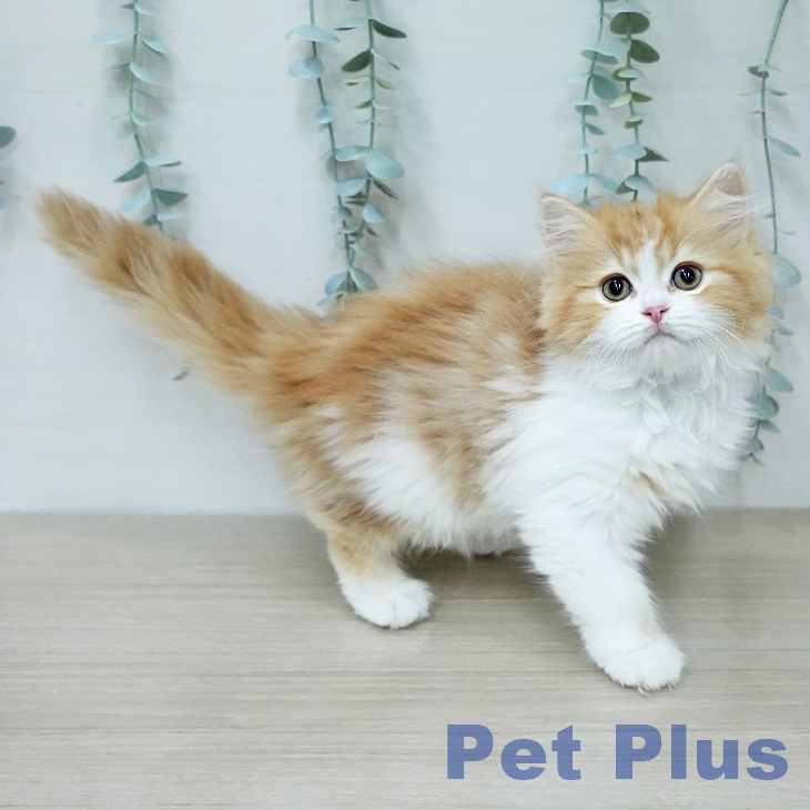 スコティッシュフォールド