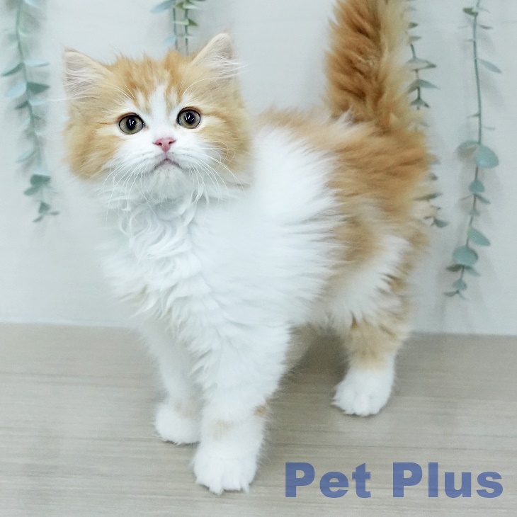 スコティッシュフォールド