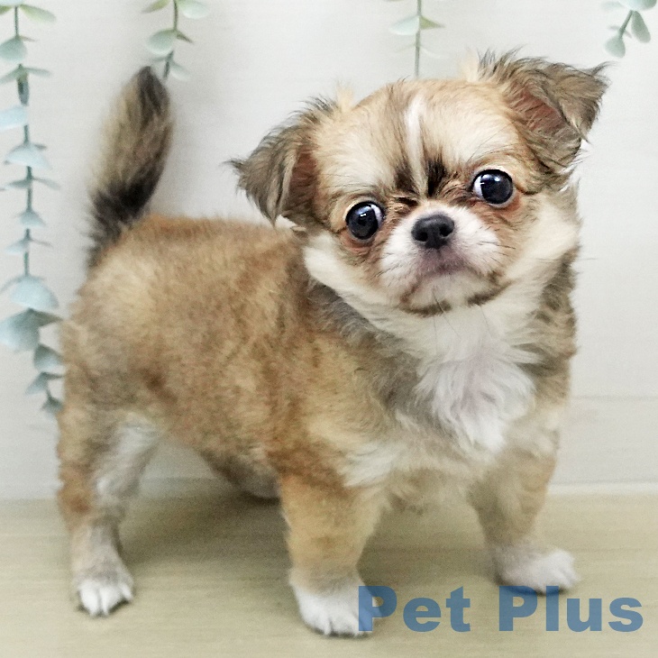 山形県のチワワ(ロング) (ペットプラス 天童店/2026年1月17日生まれ/女の子/フォーンホワイト)の子犬の1枚目の画像