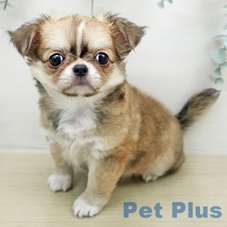 山形県のチワワ(ロング) (ペットプラス 天童店/2026年1月17日生まれ/女の子/フォーンホワイト)の子犬の2枚目の画像