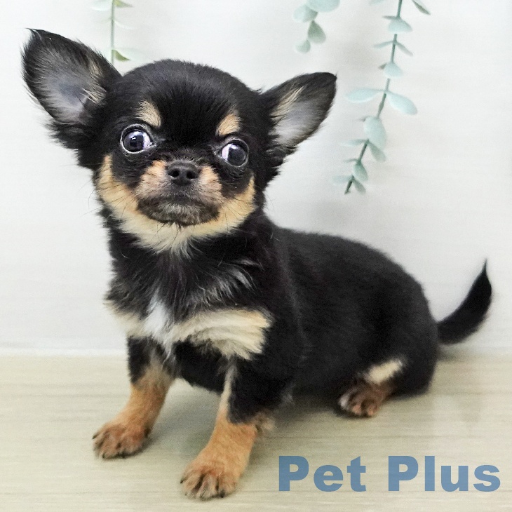 茨城県のチワワ(ロング) (ペッツワン つくば店/2025年12月21日生まれ/男の子/ブラックタン)の子犬