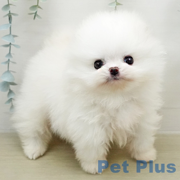 千葉県のポメラニアン (ペットプラス 幕張新都心店/2026年1月18日生まれ/男の子/ホワイト)の子犬の1枚目の画像