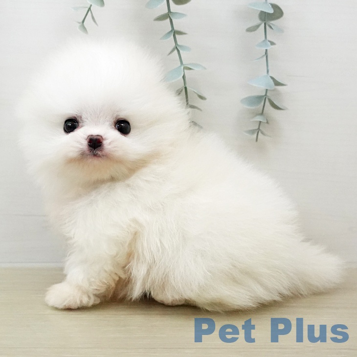 千葉県のポメラニアン (ペットプラス 幕張新都心店/2026年1月18日生まれ/男の子/ホワイト)の子犬の2枚目の画像
