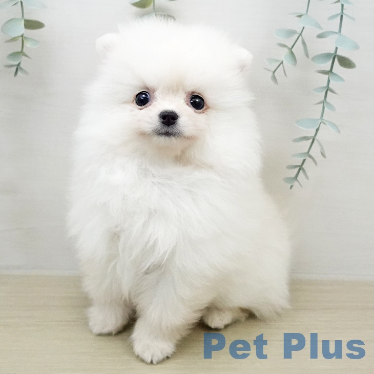 埼玉県のポメラニアン (ペットプラス 川口店/2026年1月18日生まれ/男の子/クリーム)の子犬