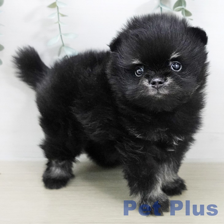 ポメラニアンの写真2