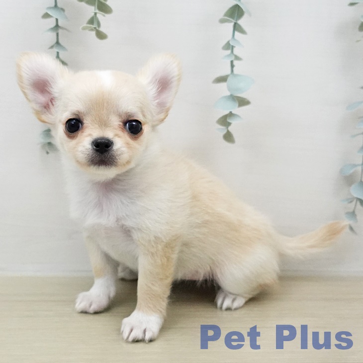 埼玉県のチワワ(ロング) (ペットプラス ららぽーと富士見店/2026年1月11日生まれ/女の子/クリームホワイト)の子犬