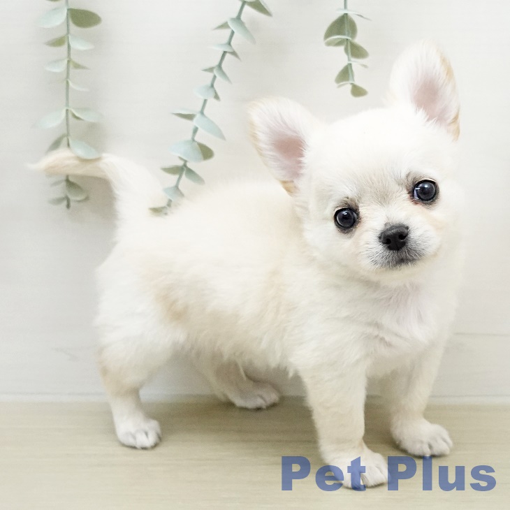 埼玉県のチワワ(ロング) (ペットプラス 上尾店/2026年1月18日生まれ/男の子/クリーム)の子犬