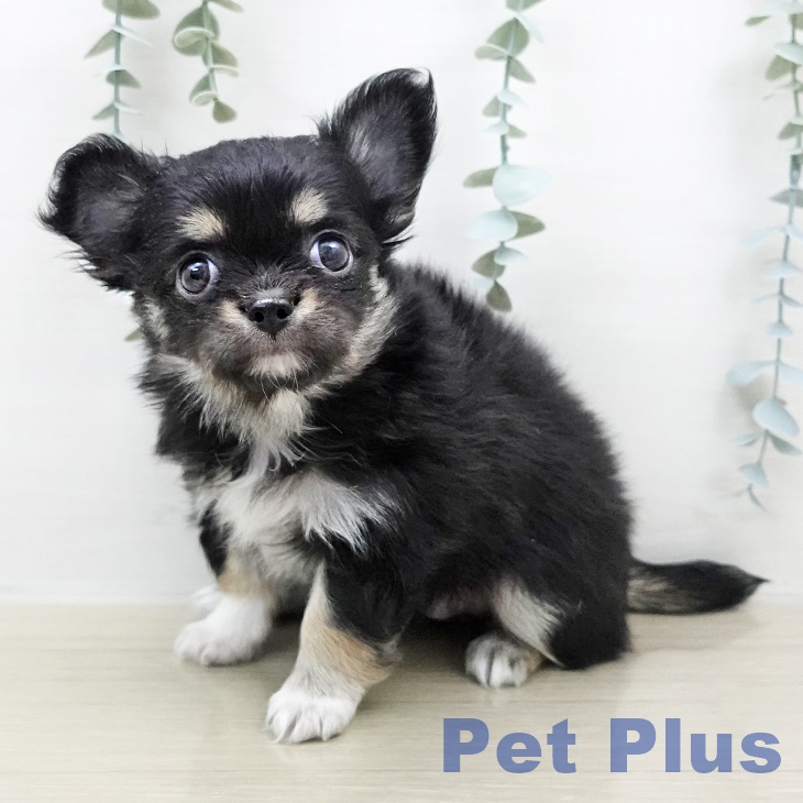 埼玉県のチワワ(ロング) (ペットプラス 浦和美園店/2026年1月18日生まれ/男の子/ブラックタンホワイト)の子犬