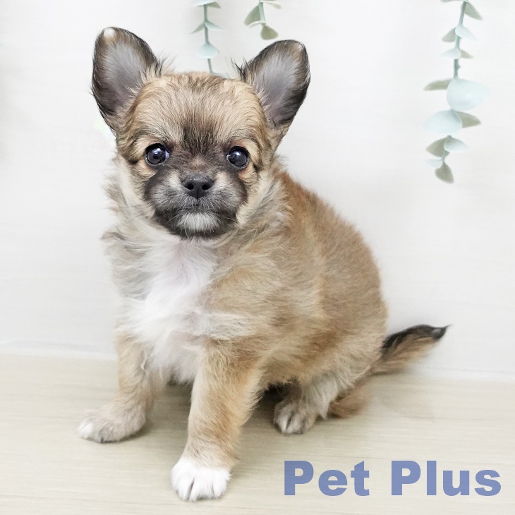 埼玉県のチワワ(ロング) (ペットプラス 浦和美園店/2026年1月18日生まれ/女の子/フォーンホワイト)の子犬