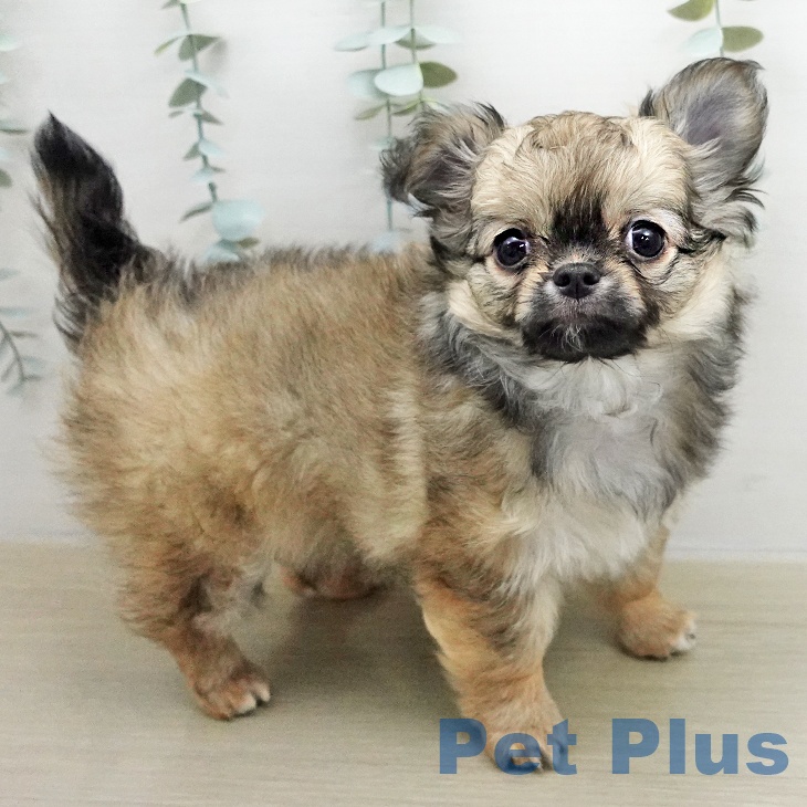 埼玉県のチワワ(ロング) (ペットプラス クレアモール川越店/2026年1月15日生まれ/女の子/フォーンホワイト)の子犬