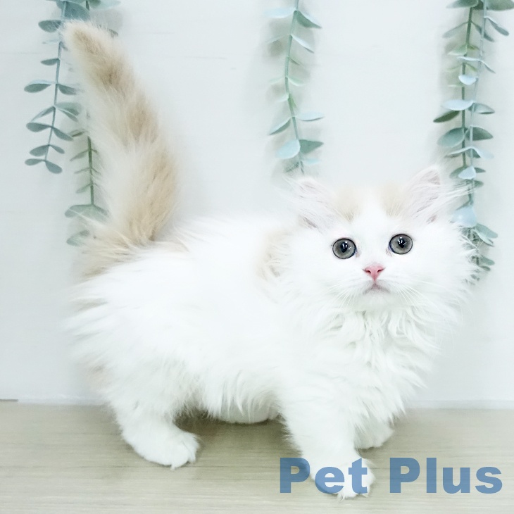 埼玉県のミヌエット (ペットプラス コクーンシティ店/2025年12月24日生まれ/女の子/クリームホワイト)の子猫の1枚目の画像