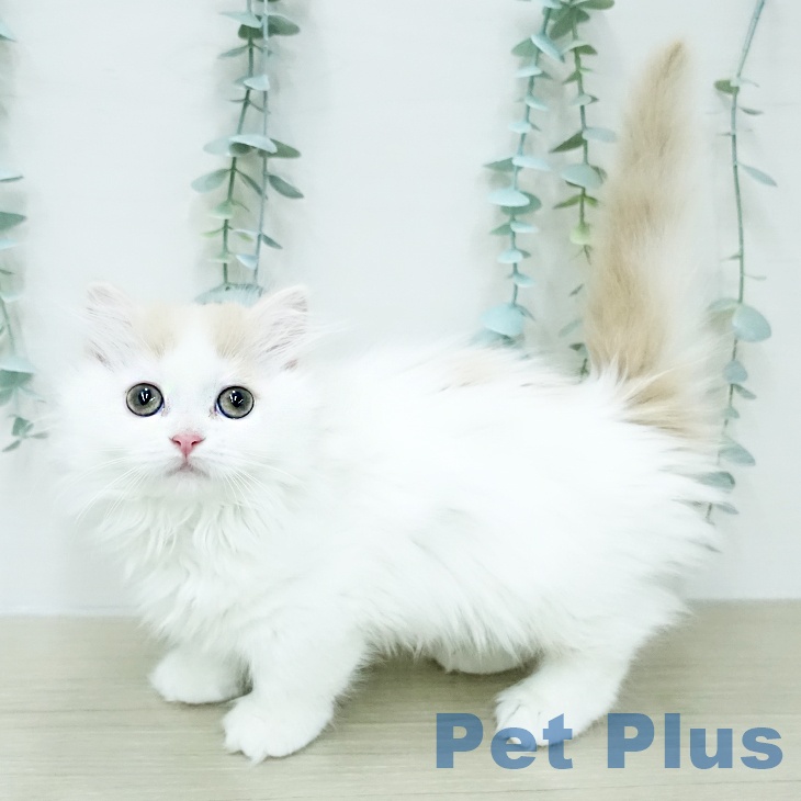 埼玉県のミヌエット (ペットプラス コクーンシティ店/2025年12月24日生まれ/女の子/クリームホワイト)の子猫の2枚目の画像