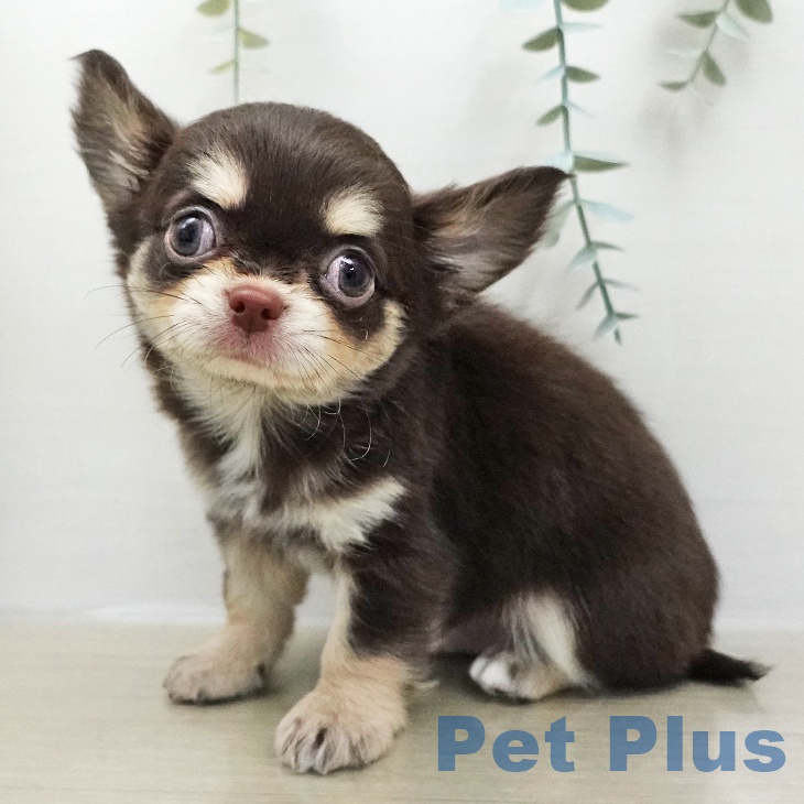 埼玉県のチワワ(ロング) (ペットプラス 上尾店/2026年1月18日生まれ/男の子/チョコレートタン)の子犬