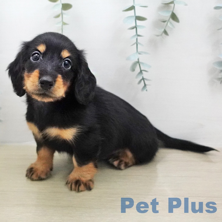 埼玉県のカニンヘンダックスフンド(ロング) (ペットプラス 羽生店/2026年1月18日生まれ/男の子/ブラックタン)の子犬