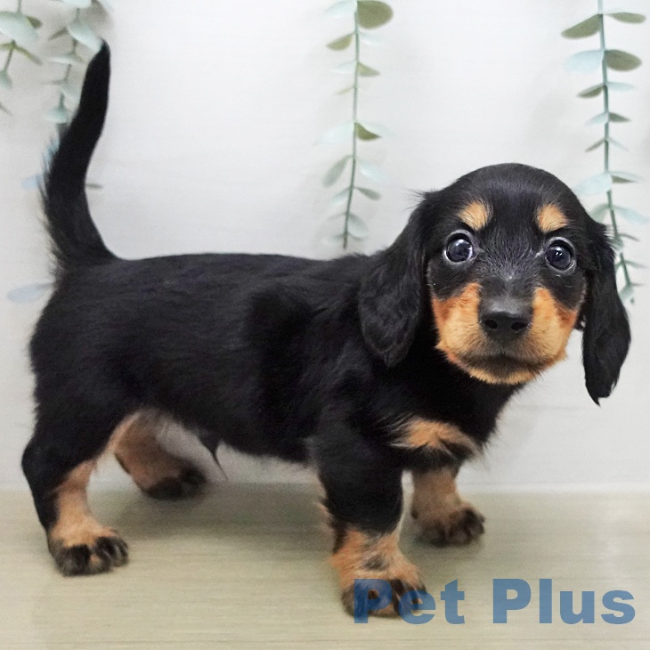 カニーンヘン・ダックスフンドの写真2