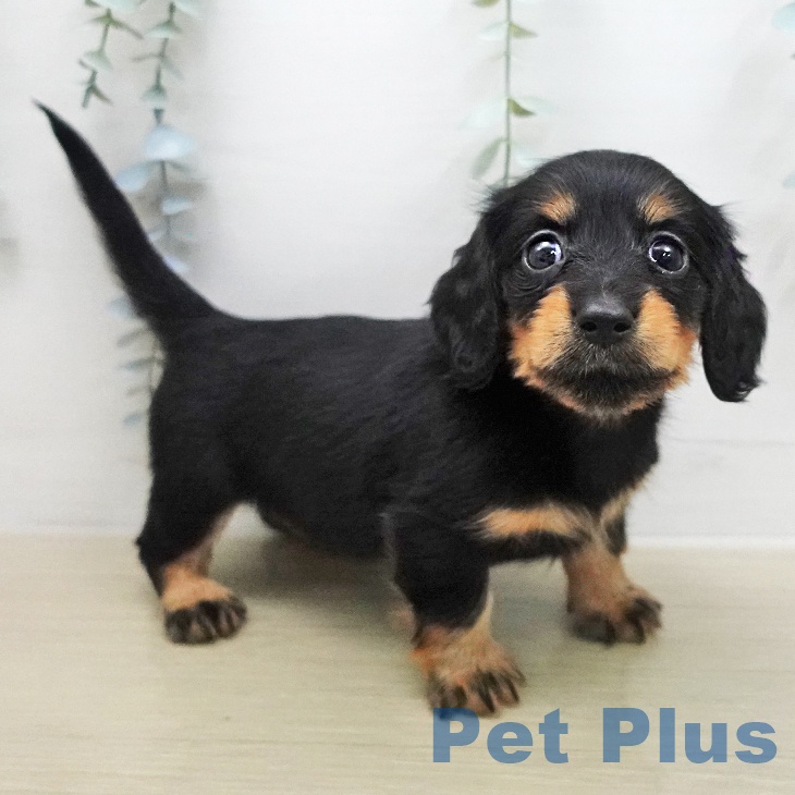 カニーンヘン・ダックスフンド