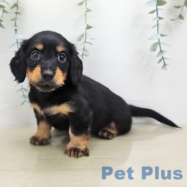 カニーンヘン・ダックスフンド