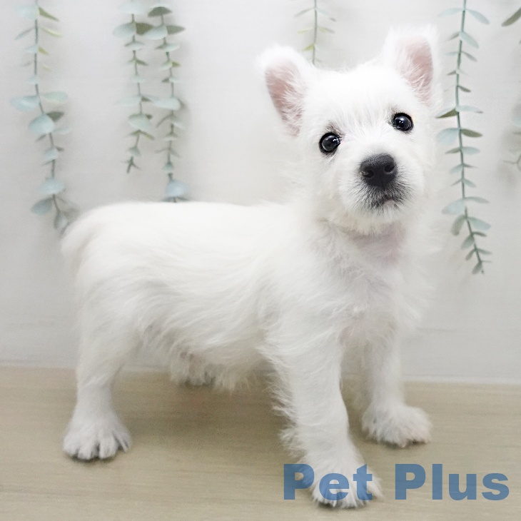 ウエスト・ハイランド・ホワイト・テリアの写真2