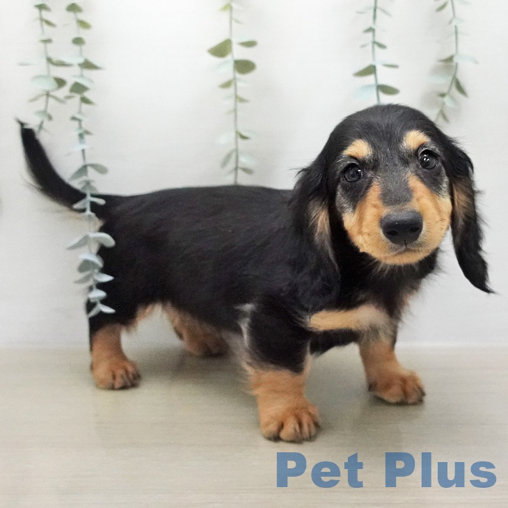 埼玉県のミニチュアダックスフンド(ロング) (ペットプラス クレアモール川越店/2026年1月19日生まれ/男の子/ブラックタン)の子犬