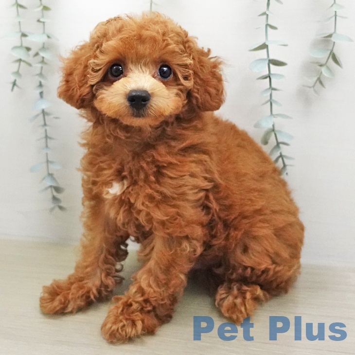 群馬県のトイプードル(トイ) (ペットプラス イオンモール太田店/2026年1月16日生まれ/男の子/レッド)の子犬