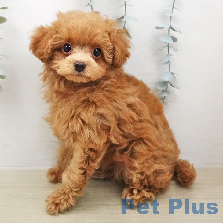 トイ・プードル