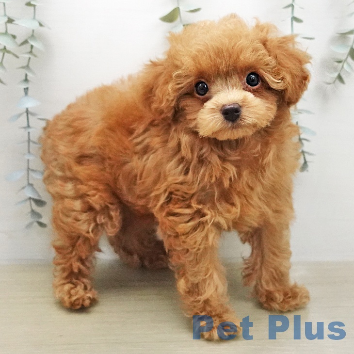 トイ・プードルの写真2