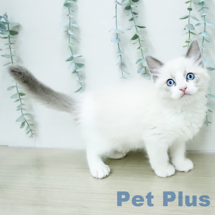 ラグドールの写真2