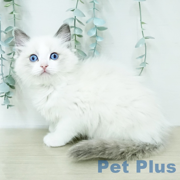 ラグドールの写真2